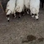 خرفان نعيم ورخل