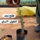 شتلات بريه