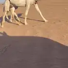 خلفه حدرها بكره شقحاء