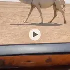للبيع البل الكفوو 3 لقحات وضريبه
