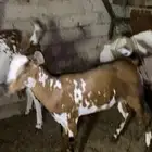 جفرة تم البيع