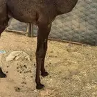 قعود تربيه