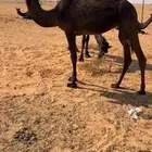 بكره مجهم سمين