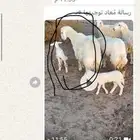 خلفات اشباب. طيبه