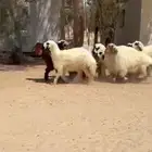 جذعات مكحلات جروم طيبه