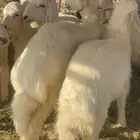 طليان ورخال