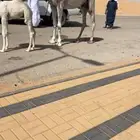 خلفه بكر كفوو