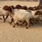 غنم نعيم جروم طيبه