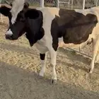 بقر هولندي شرط