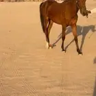 فرس عربيه مهره