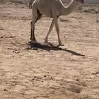 قعود طيب العمر 6 شهور