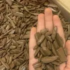 عود
