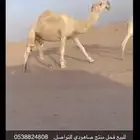 بعير صاهودي منتج للتواصل رقم الجوال