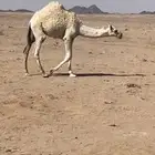 قعود