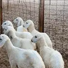 رخال وخرفان