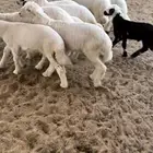 بهم رخال و طليان