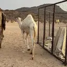 قعودين