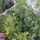 شتل فواكه واشجار زينه بلدي وخارجي