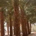 نخل للبيع