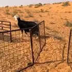 خروف نجدي فحل