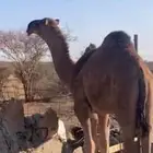 سلام عليكم للبيع قعود كفوا فحل مشروط ابوه عقاب ابولحي