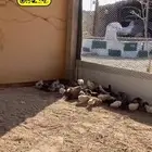 صوص العمر ثلاث اسابيع