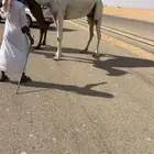 لقحه وضحاء كفوو