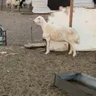 للبيع نعجه