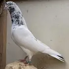 طبات حمام تيدي فواخر