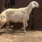 للبيع رخل صنف