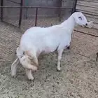 خروف جذع فحل شرط من غنم شهران