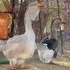 جوز وز روسي صنف بيور منتج