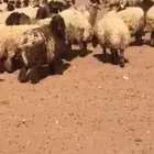 مطلوب غنم نعيم مراح