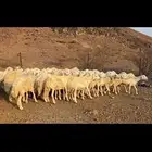 ضاان حريات