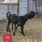 معزا شاميه صنف