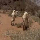 للبيع حيران