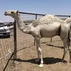 حشو مفاريد