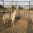 فحل اصفر ابرص السن مسوي يضرب شرط