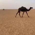 بكره مفروده