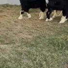 للبيع رخال نجد خصم الخصم تم البيع