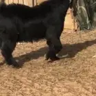 تيس فحل صنف