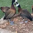 نوادر البط جوز وايت فيس الصفاري