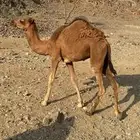 حوار لباني