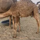 قعود