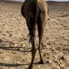 ناقه للبيع