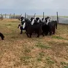 للبيع معزا عوارض فاخره نقوة حلال