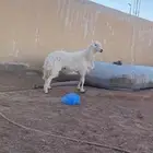 خروف لبيع حري