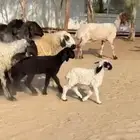 غنم عرب متابيع