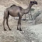 بكره صفرا