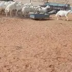 للبيع حريات دفيع وضريع 18 بالفحل